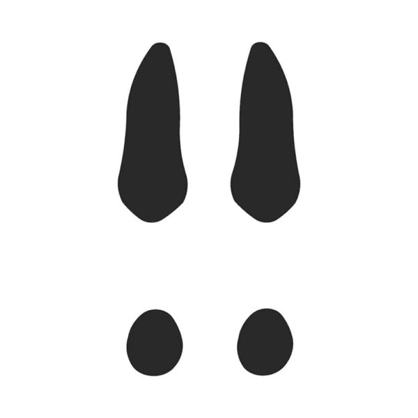 Trace-Lapin